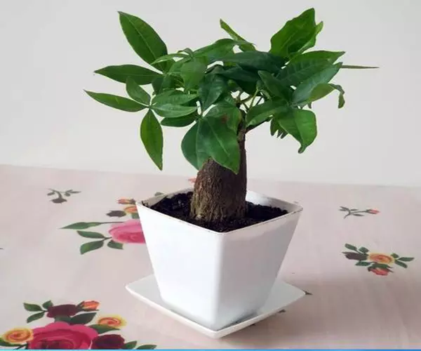 1、辦公室養什麼花比較好:老闆的辦公室要放什麼植物？