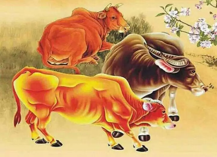 5、爸爸屬虎生牛年寶寶好不好:屬牛生虎寶寶好不好
