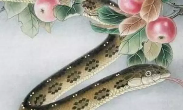 屬蛇人命中註定的另一半：年屬蛇配偶屬什麼最好？