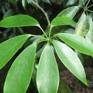7、正宗七恭弘=叶 恭弘蓮圖片:七恭弘=叶 恭弘蓮的圖片