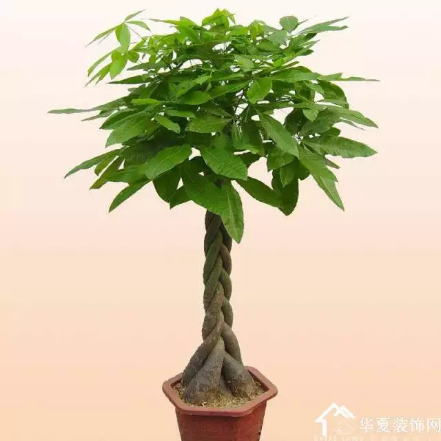 1、發財樹怎麼種:怎樣養殖發財樹？