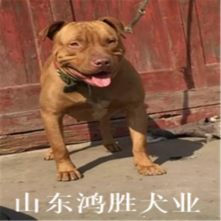 3、7o年的狗是什麼命狗和什麼婚配:72年生男屬什麼生肖和7O年生女狗婚配嗎