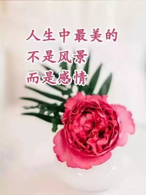 適合送什麼花好：給送什麼花幾朵好呢?
