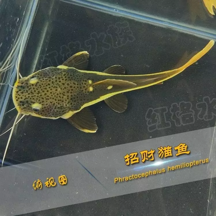 6、招財貓魚吃什麼食物:招財貓魚和地圖魚放一起應該吃什麼食物