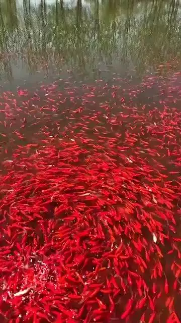 怎樣吸走別人的好運氣：有無運氣不順借他人運氣的說法