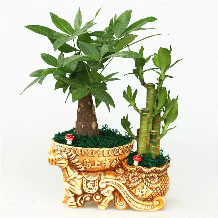 6、發財樹的種類:發財樹是什麼樣的植物？