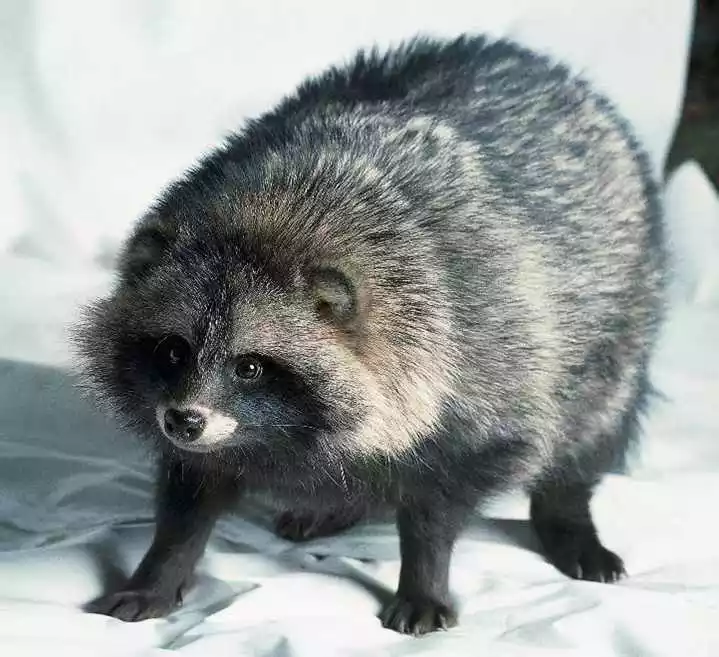 悄五行屬相有哪些動物：十二生肖中什麼動物是五行相剋的