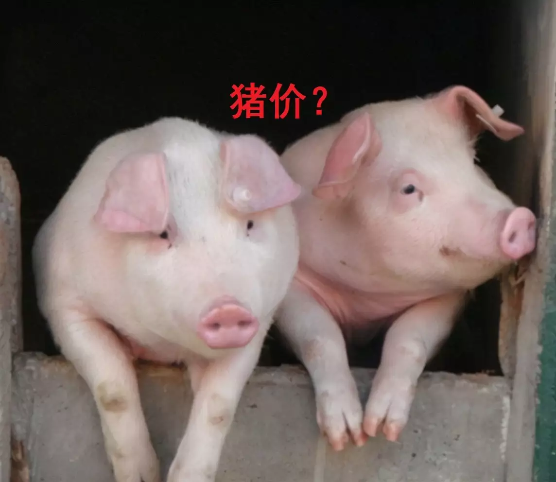 2、豬和豬婚配生日沒出百日好嗎:屬豬和屬豬相配嗎