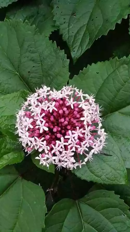 年屬虎男最佳結婚年齡：男98年屬虎的婚配表？