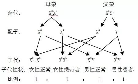 1、多顯性基因決議的遺傳病患者分為兩類,一類致病基因位於X上,另一類基因位於常上,他們劃分與正