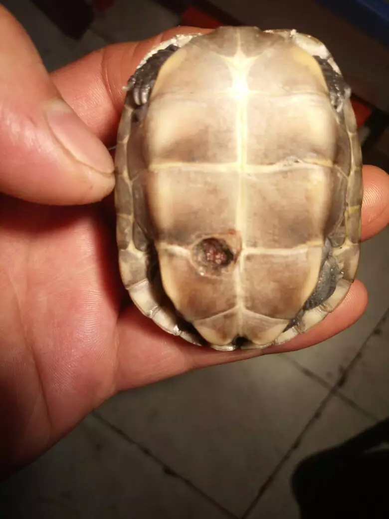烏龜死後埋在自己家可以嗎：我家的烏龜死了 埋了他 會不會污染環境？