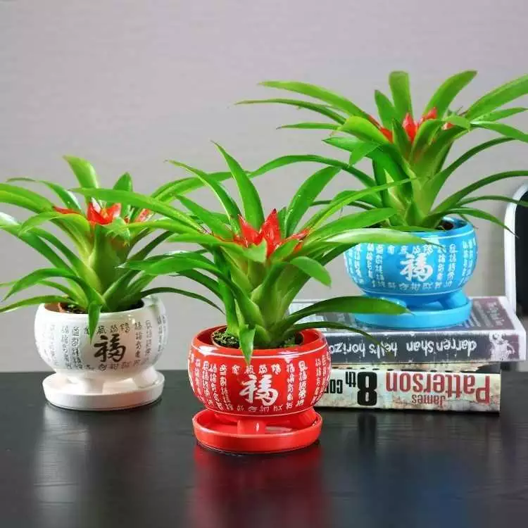1、家裡養什麼植物好招財:家裡養植物風水有沒有什麼講究？