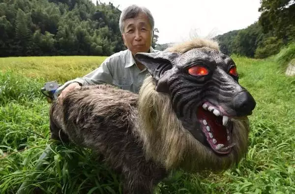 屬狼的人適合養什麼屬相：龍血鐵適合什麼屬相養植？