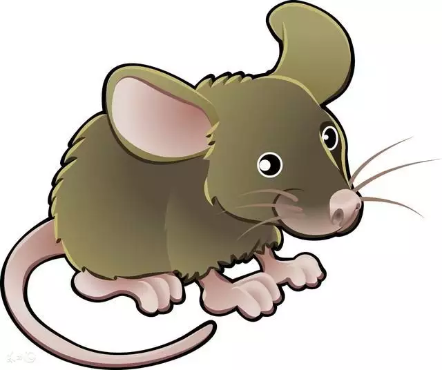 48年屬鼠一生大劫年：72年屬鼠為什麼有46,47,48之說到底多大？