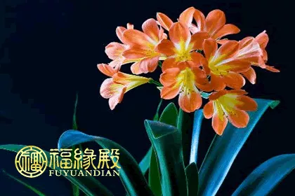 4、你們見到過的有多大?附圖附大小（這張初音醬7.）