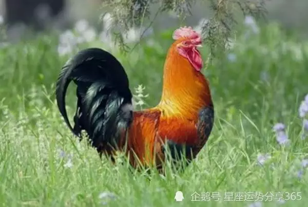 3、女屬豬和男雞婚配怎麼樣:男屬屬豬婚配怎麼樣