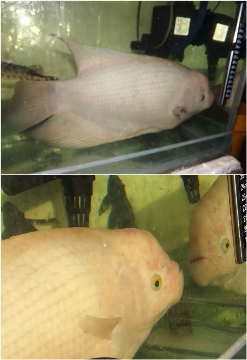 9、十大招財魚圖片:十大招財寵物有哪些？