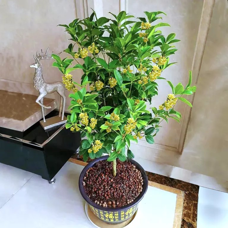 1、家庭盆景花卉圖片大全圖片:圖中盆栽是花卉還是菜？請老師指點。