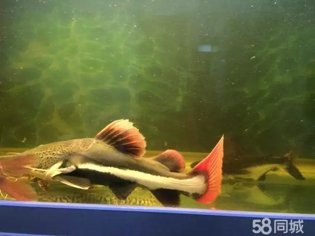 5、招財貓魚怎麼養比較好:怎麼養招財貓魚