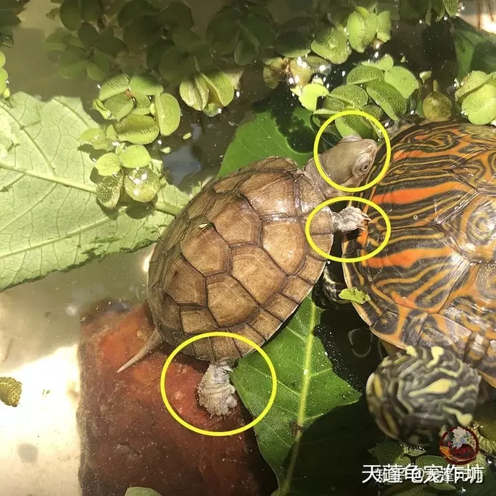 養龜養雙有什麼不好嗎：養龜為什麼不能養雙？