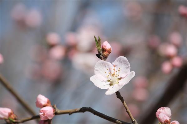 1、測試你近期的桃花運:測試桃花運