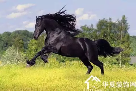 今天什麼屬相的運勢最好：十二生肖今日運勢