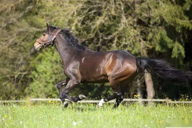 2、年馬人42歲后命運財運:屬馬人年運勢運程馬馬虎虎