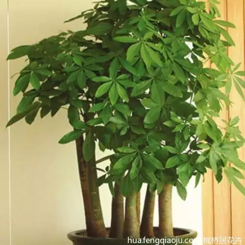 2、發財樹怎樣栽培:請問種植髮財樹怎樣種植呢？