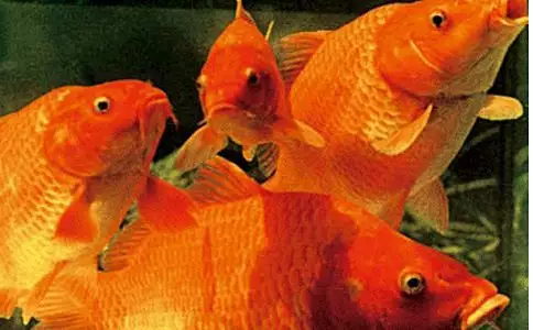 夢見水裡面有紅色的魚：夢見水裡有一條紅色魚