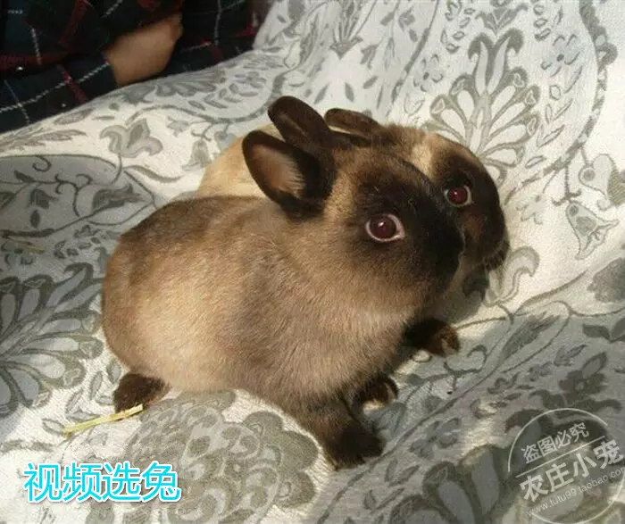 1、您好！叨教男屬兔女屬龍婚配好嗎？年和年，那一年娶親好？謝謝！