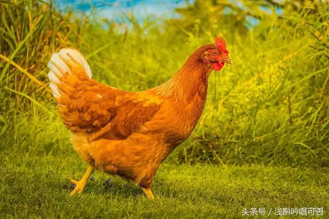 2、屬豬和屬雞的婚配好嗎:屬相婚配:男屬雞和女屬豬相配嗎