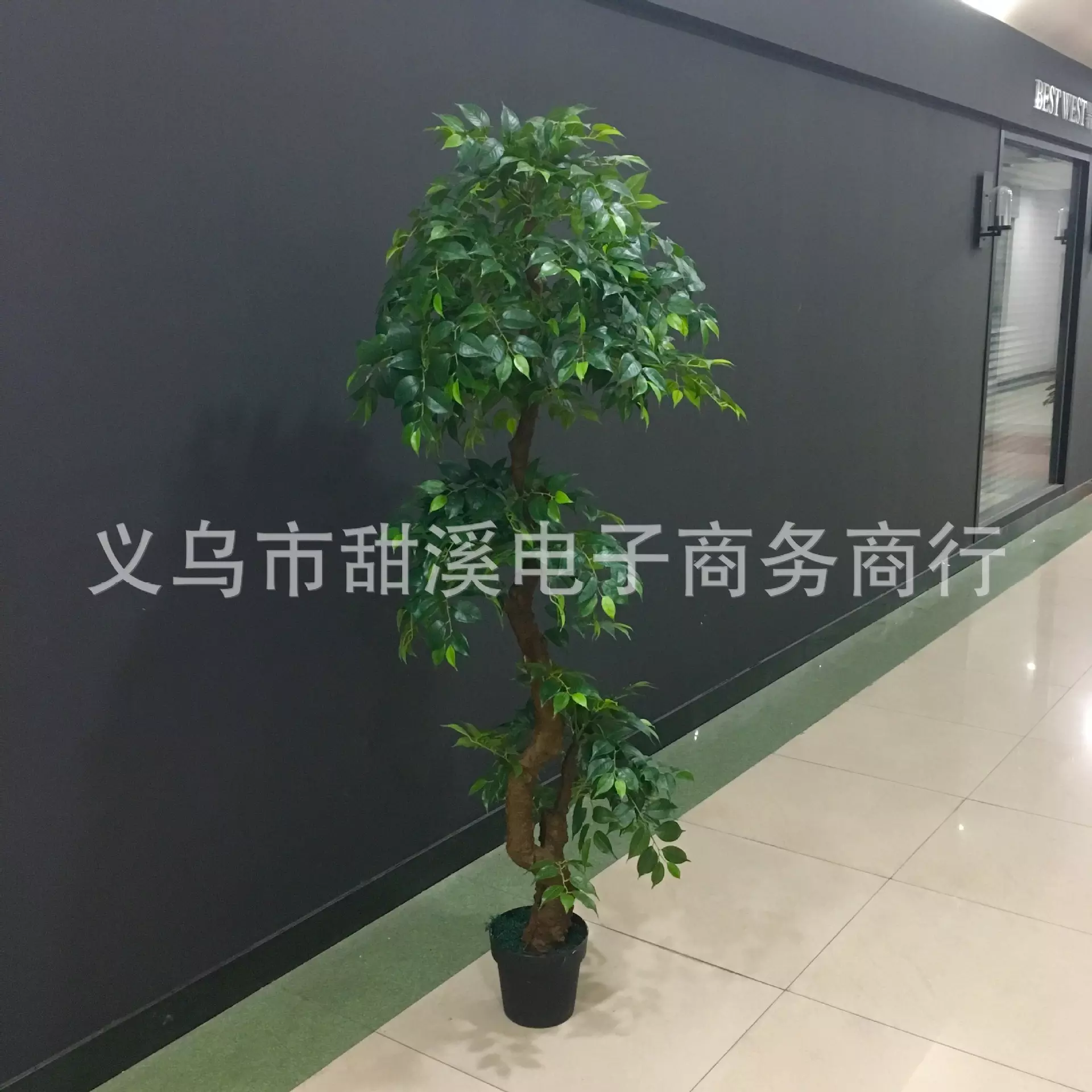 2、真正的招財樹圖片觀賞榕樹:招財樹的養殖方法_招財樹圖片