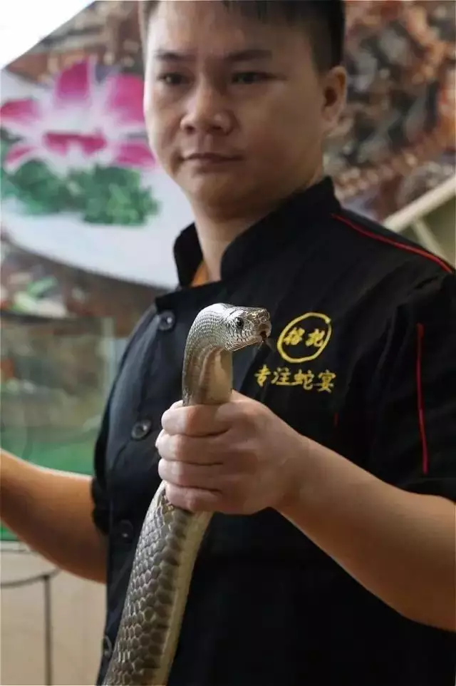 蛇頭蛇尾虎入口是什麼屬相：蛇頭蛇尾什麼意思
