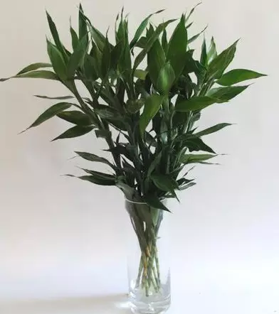 2、八種植物能旺財旺宅:什麼植物能旺財
