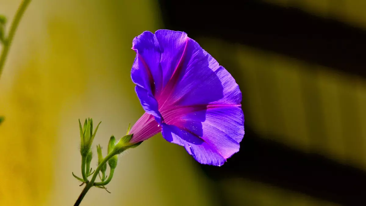 9、花草圖片大全:花的種類介紹 花卉品種大全 鮮花圖片 花卉圖片大全