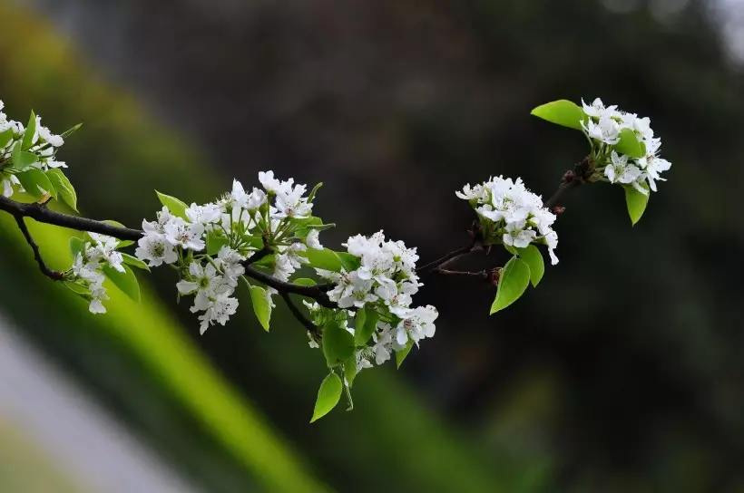 一生桃花運纏身的屬相：一生桃花劫最多的生肖女都有哪些？