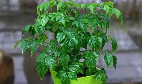 屬兔人家裡養什麼植物最旺財：屬兔人養什麼植物最旺財