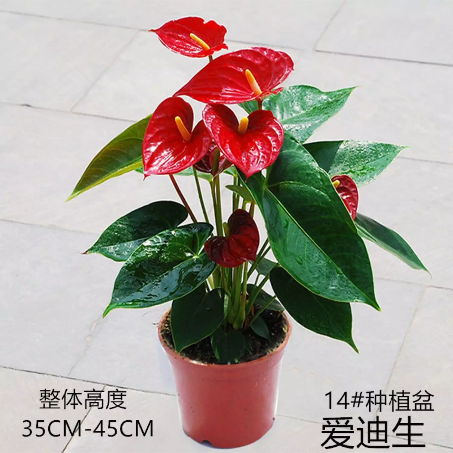 1、綠植花卉圖片大全及花名:各種花卉的名稱及圖片