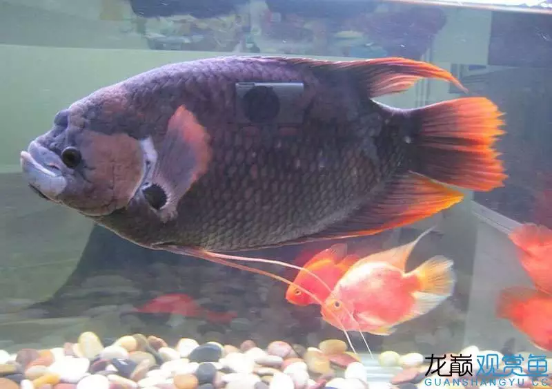 5、深海招財魚圖片:招財魚圖片誰有