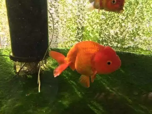 什麼屬相的人可以養金魚：十二生肖養魚需要注意什麼呢？
