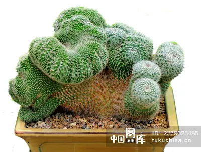 掌科屬於什麼屬相：有什麼花卉屬於掌類?