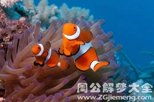 婆婆夢到魚有什麼預兆：夢見婆婆家有魚