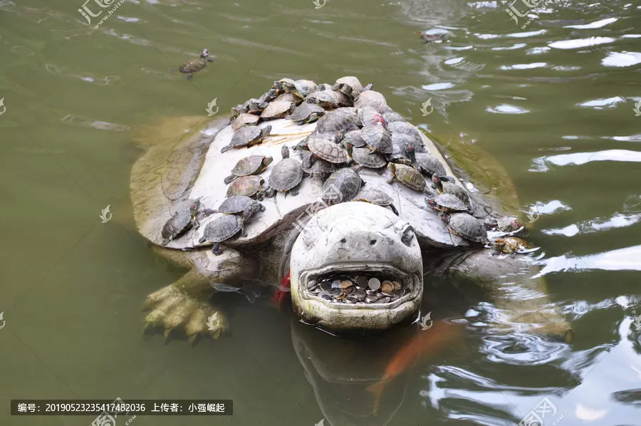 烏龜離開水一天會死嗎：烏龜離開久會死