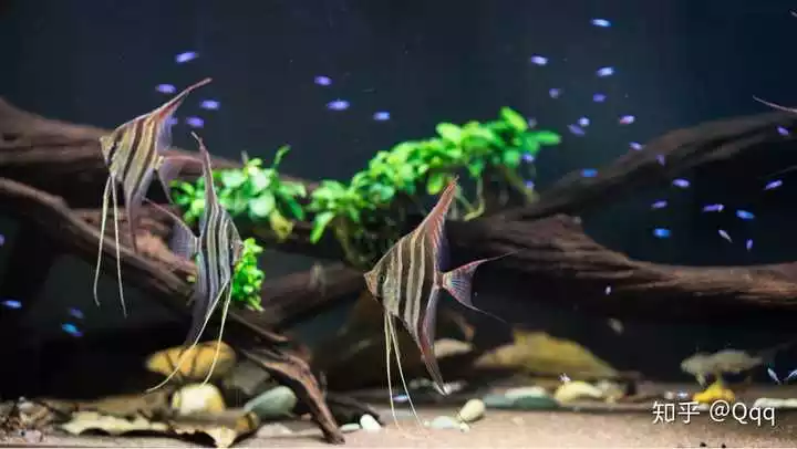 1米5魚缸養什麼魚最好：一般1米5的魚缸可以養多少魚