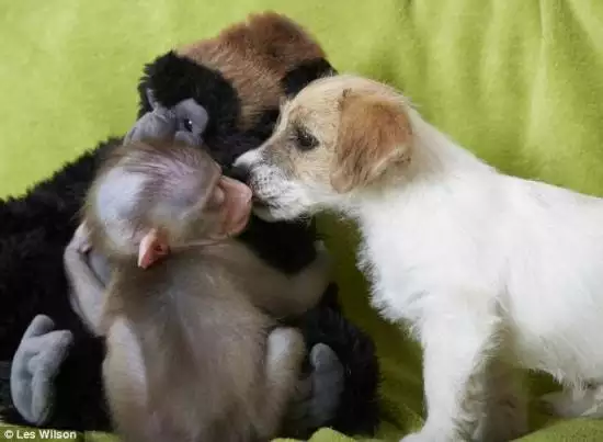 4、猴和狗的屬相合不合:屬猴跟屬狗合嗎