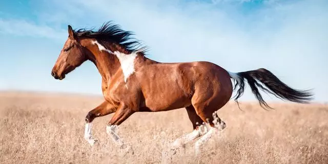 1、31歲屬馬的什麼命:36需歲屬馬是什麼命