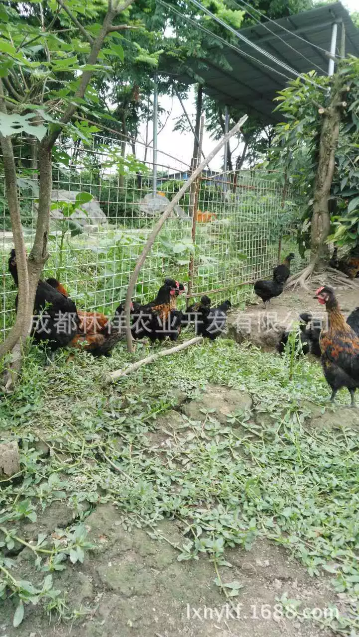 5、雞和雞婚配用隔一百天嗎:雞和雞能否婚配