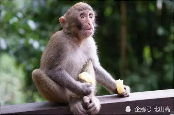 2、男和猴的屬相適合婚配好嗎:屬猴男和什麼屬相最相配