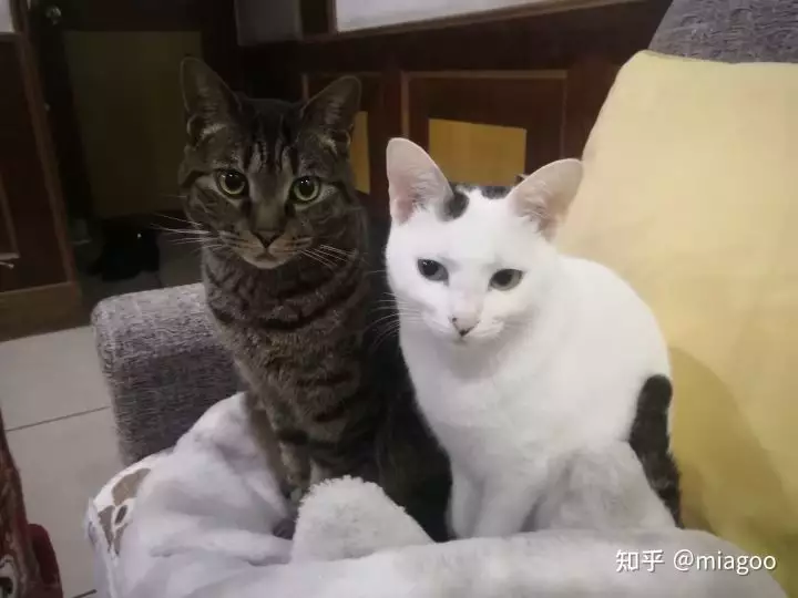 2、貓咪**地域網名有人知道嗎:幫忙起個有貓咪的網名