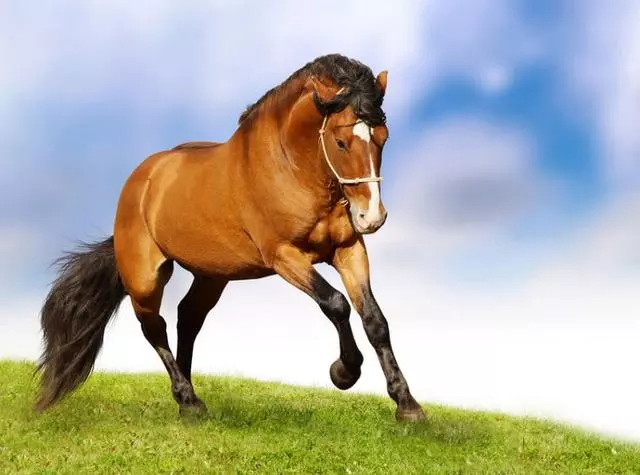 7、78屬馬一生有幾次劫:78年屬馬男在年會有桃花劫嗎？